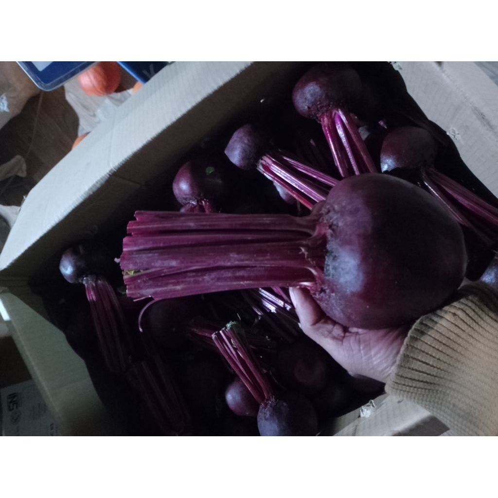 

buah bit beetroot 1kg buah sehat segar