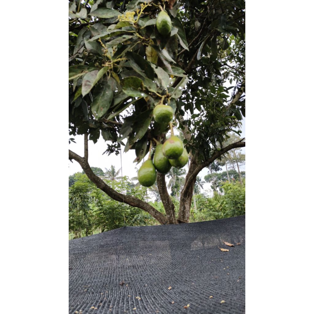 

Alpukat lokal pulen 1 kg