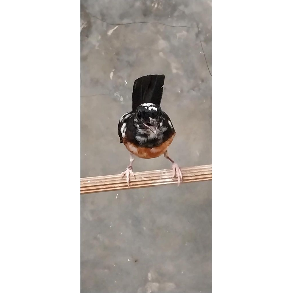 murai betina blorok ektrem