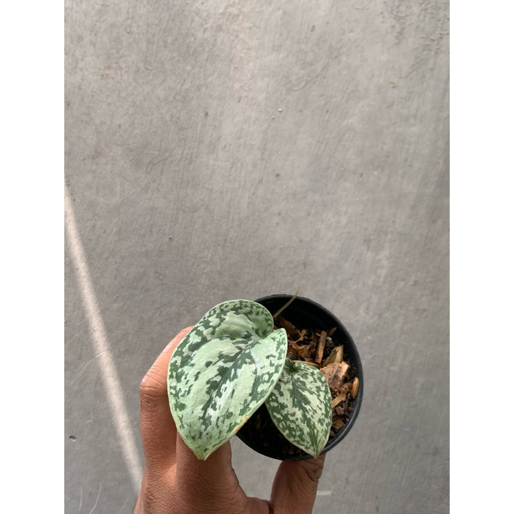 Scindapsus Tricolor platinum