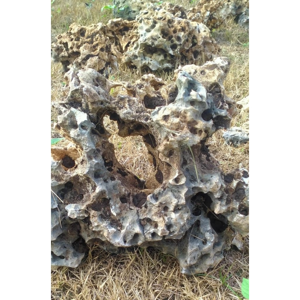 batu karang gunung, batu karang, batu bolong, batu alam, batu natural, batu gunung, karang bonsai, b