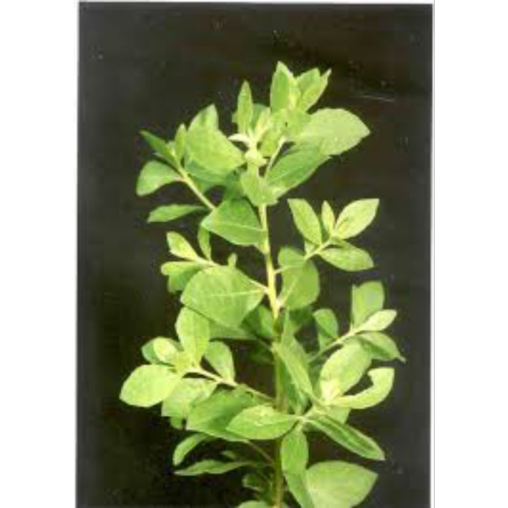 

daun beluntas segar 50g/samsul.herbal1