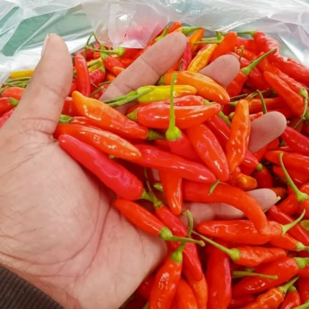 

1000 gram dan 500 gram cabe rawit merah fress dengan kualitas premium