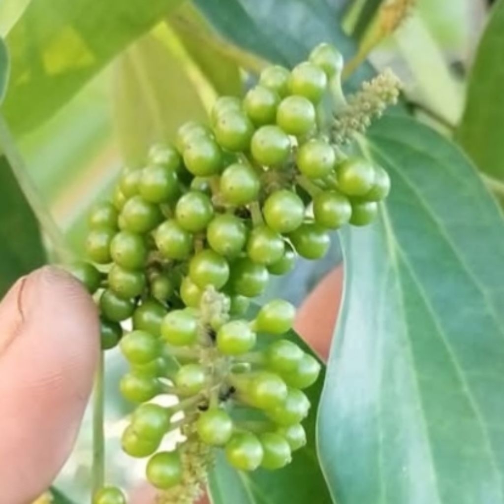 

100gram buah kemukus muda segar