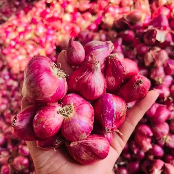 

Bawang Merah (500 gram dan 1000 gram) Kualitas Baik Super Murah dengan Pengiriman Cepat