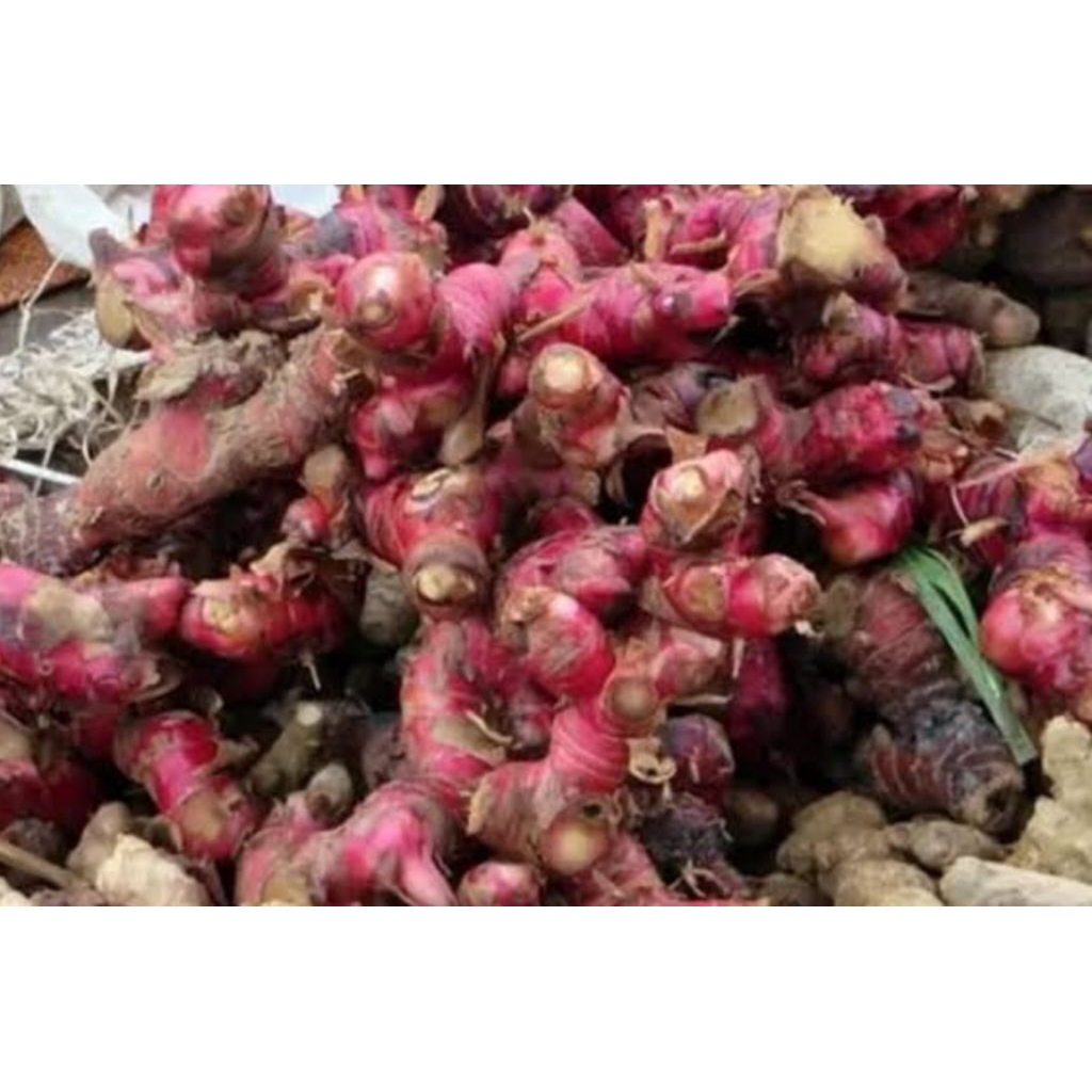 

jahe merah segar Fress 500g/1kg