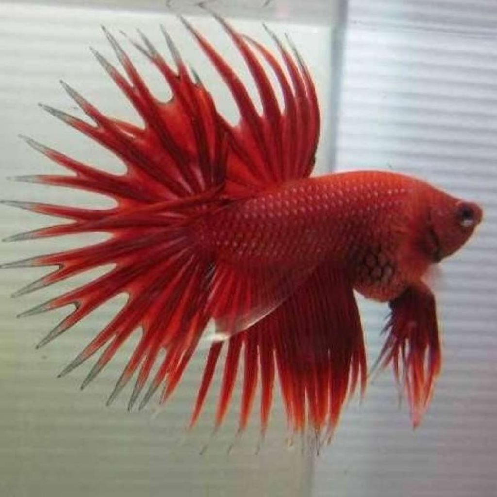 CUPANG SERIT/CROWNTAIL RED