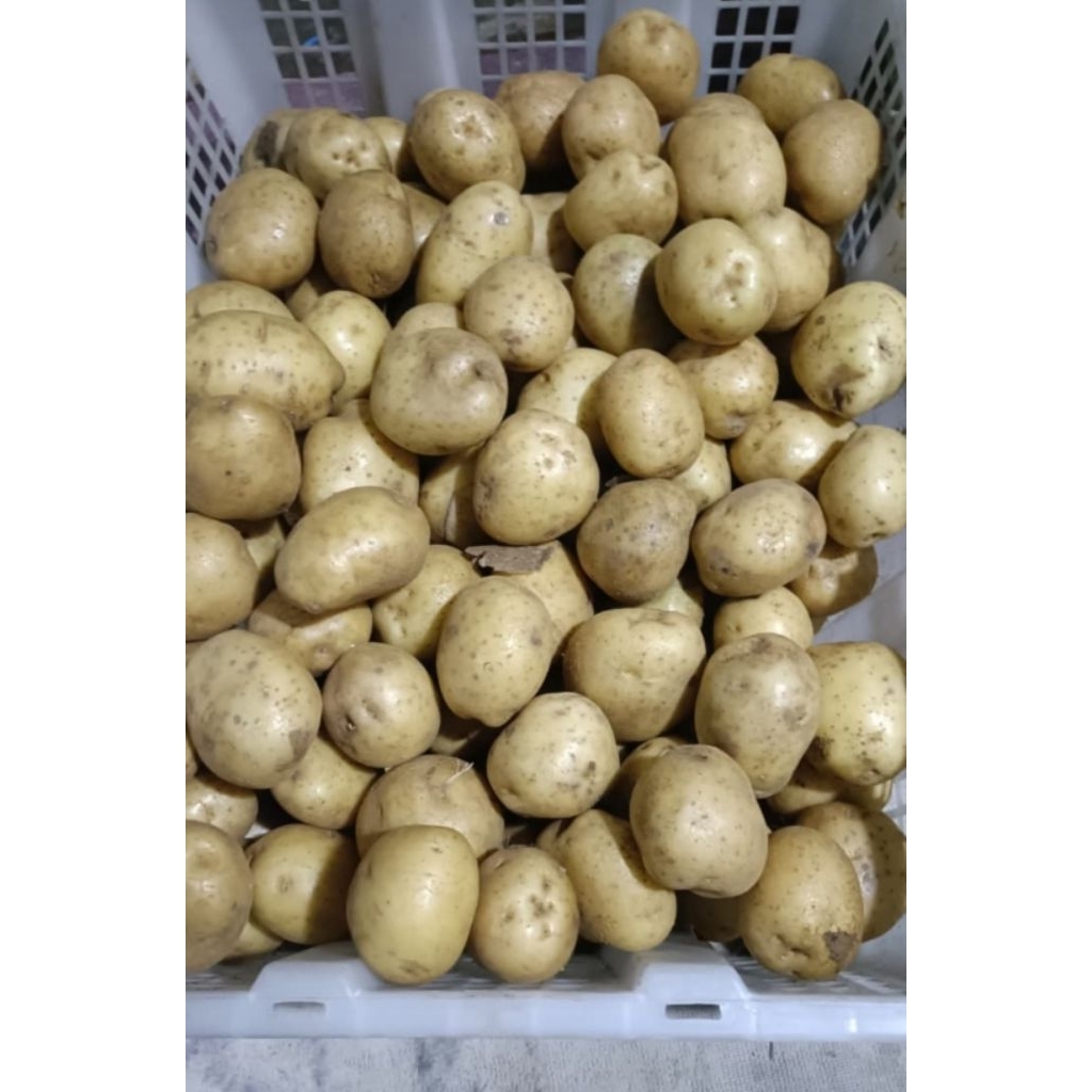 

Kentang kuning harga 1kg