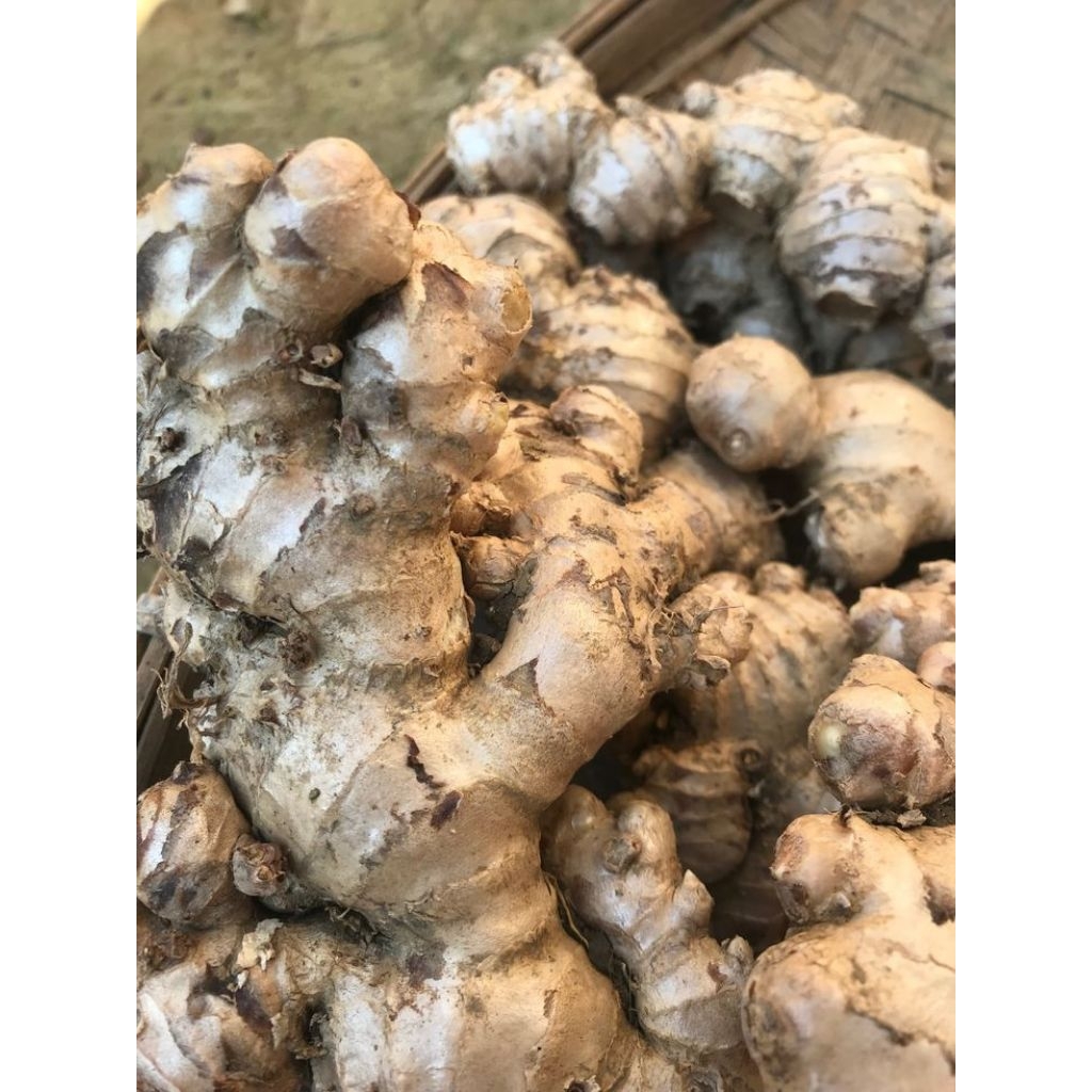 

JAHE GAJAH/JAHE PUTIH SEGAR FRESH 1 KG