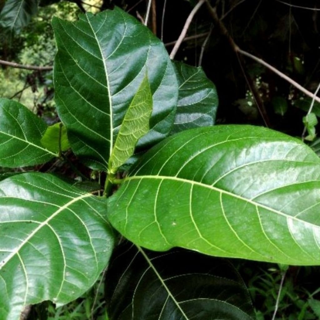 

daun awar awar obat herbal/bungkus tempe 250 gram