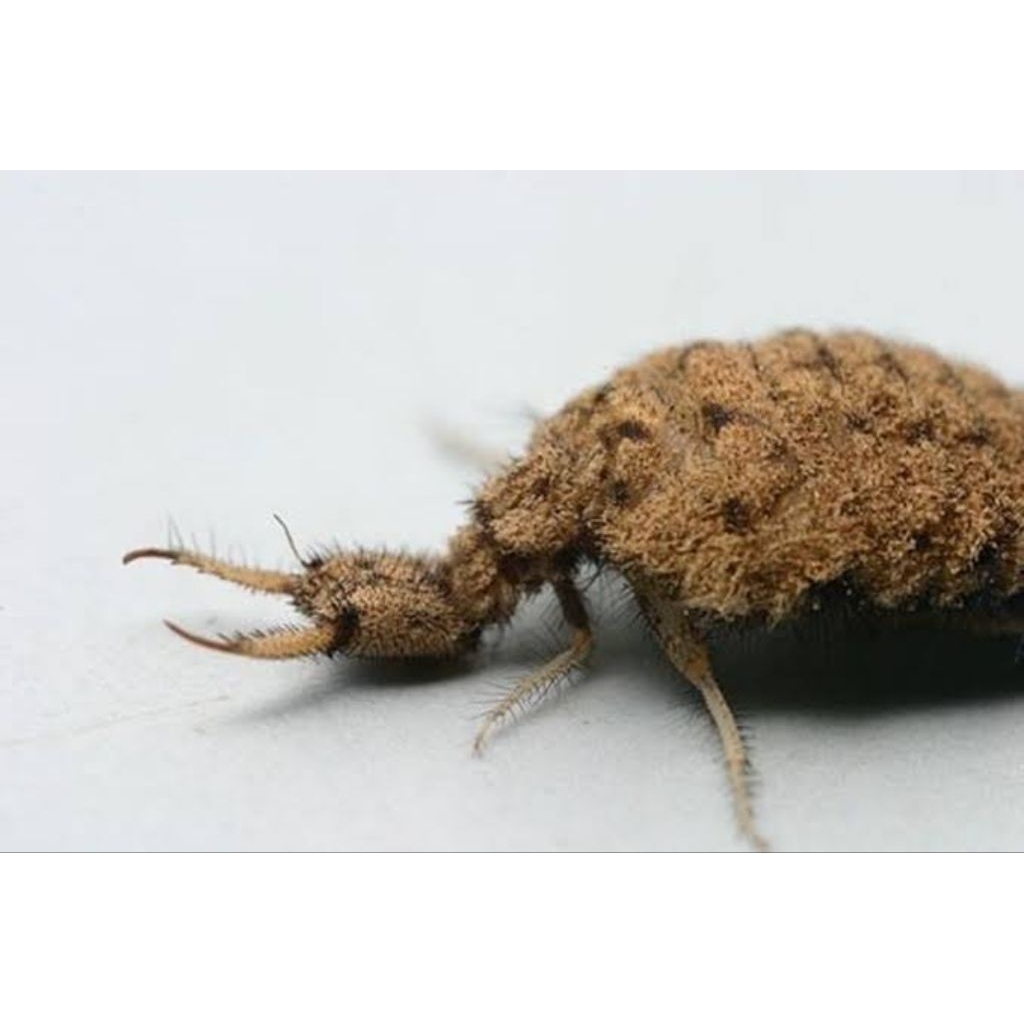 

undur undur hidup obat tradisional ampuh untuk berbagi penyakit 20 biji