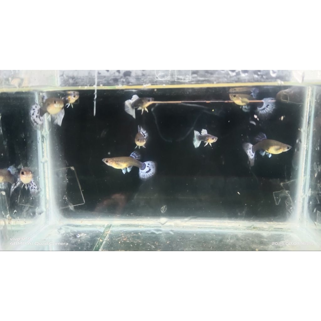 Hiasan Aquarium Tuxedo Blue Koi guppy dewasa