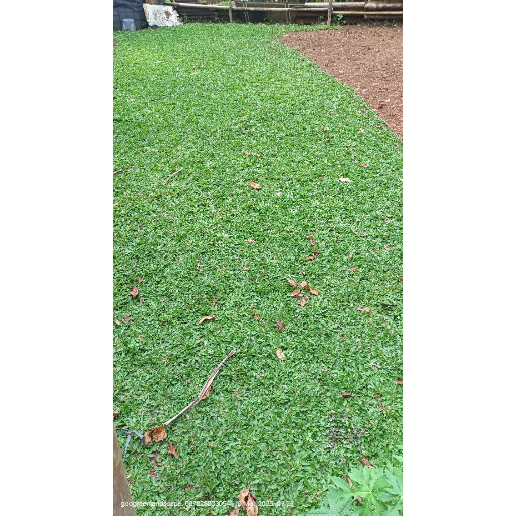rumput gajah mini rumput jepang