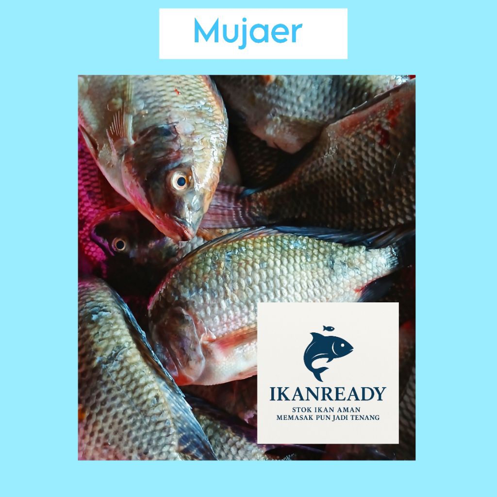 

Ikan Mujair Segar 1Kg – Langsung dari Petani – Beku & Siap Masak