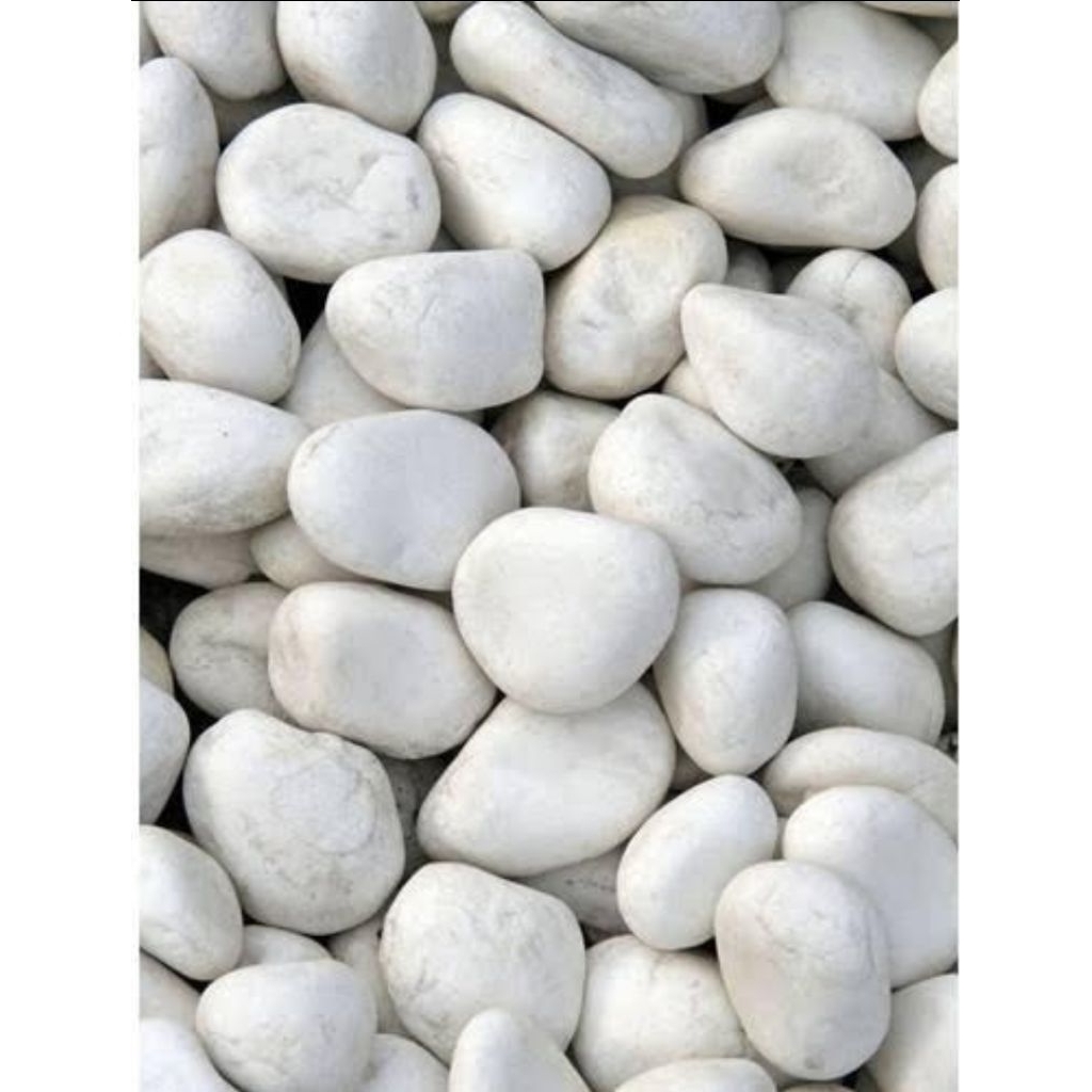 1KG BATU KORAL KUPANG PUTIH BESAR HIASAN AQUARIUM POT BUNGA TAMAN TANAMAN CORAL - 1KG KORAL KUPANG