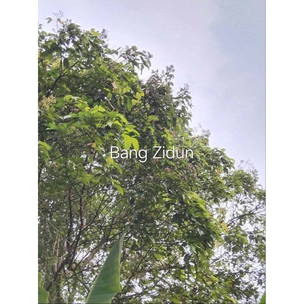 

Daun Laban fresh petik langsung di pohon 100Lembar gratis 10Lembar