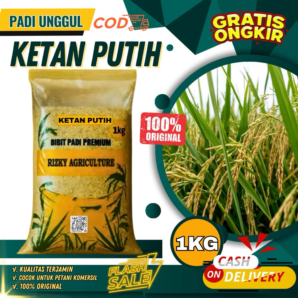 BENIH PADI BIBIT PADI KETAN PUTIH KETAN GRENDEL BIBIT UNGGUL KEMASAN 1 KG