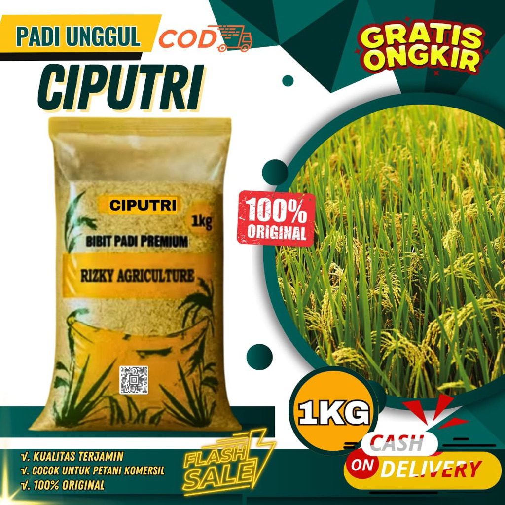 BENIH PADI BIBIT PADI CIPUTRI (CIHERANG MALAI PANJANG) PREMIUM 1KG