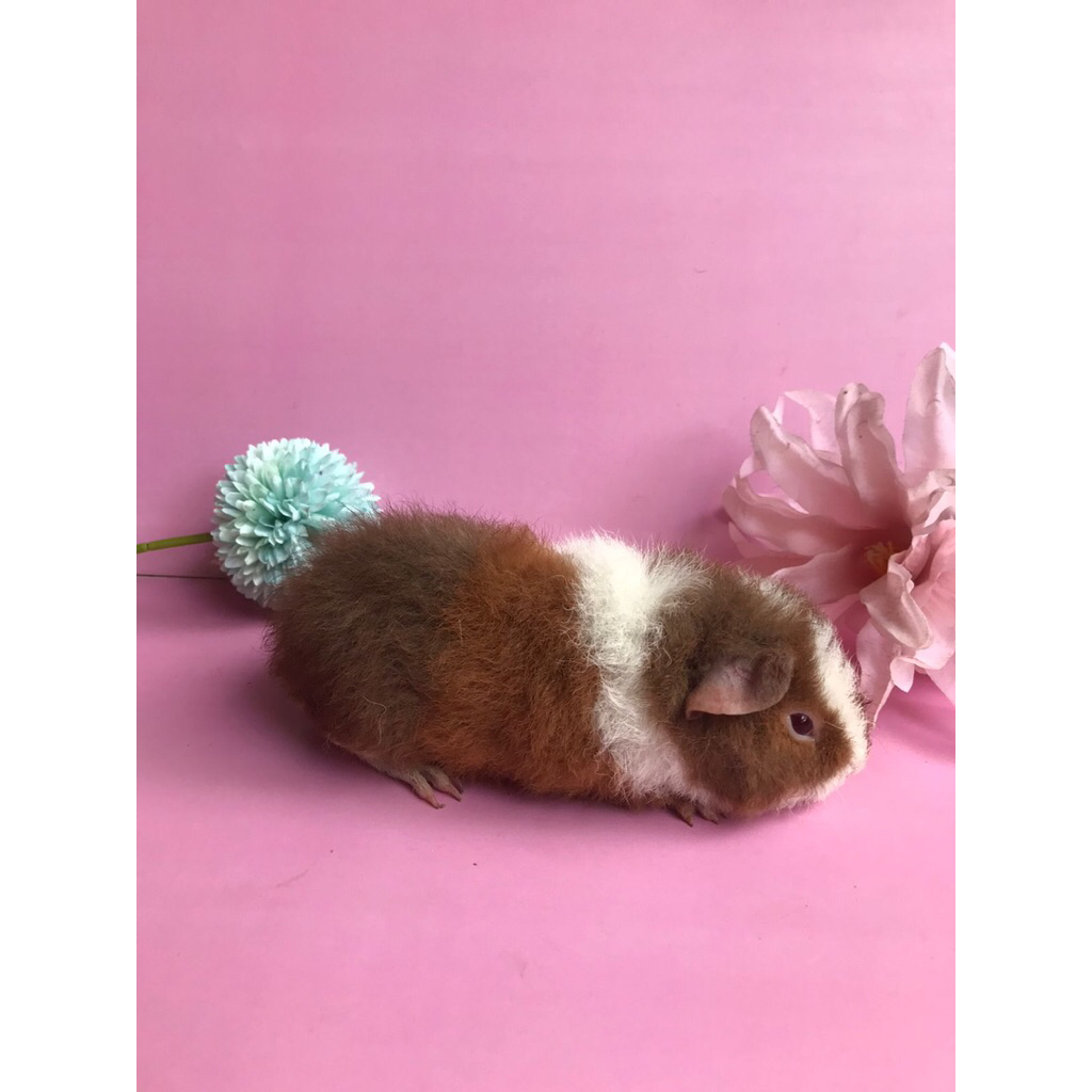 Marmut Teddy Tricolor Guinea Pig Marmut Hias