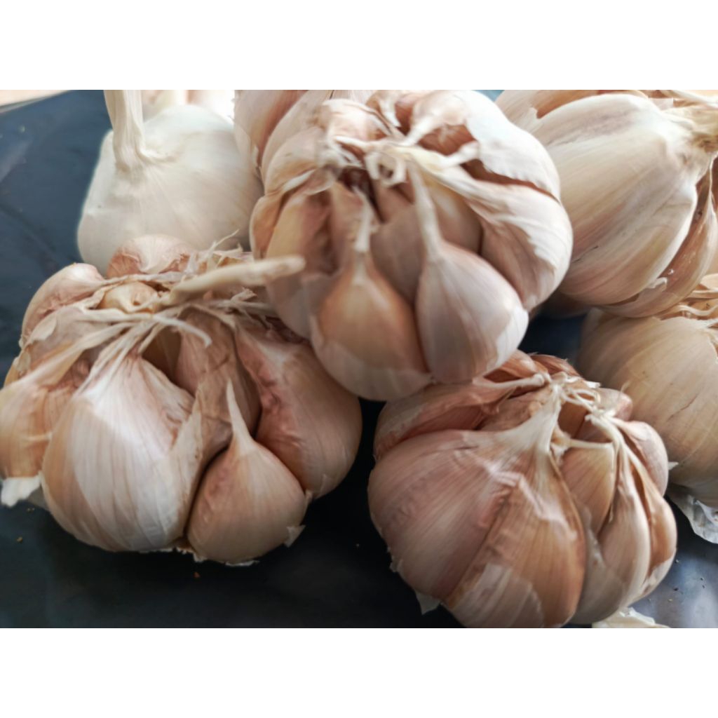 

bawang putih honan /banci kering 1kg bersih