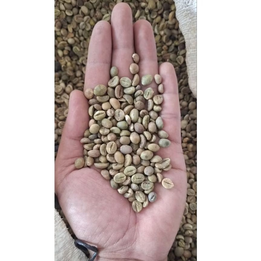 

GREEN BEAN KOPI ROBUSTA LOKAL 1 KG