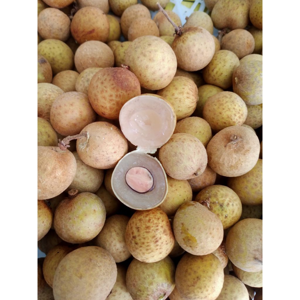 

Buah Lengkeng Manis Tebal