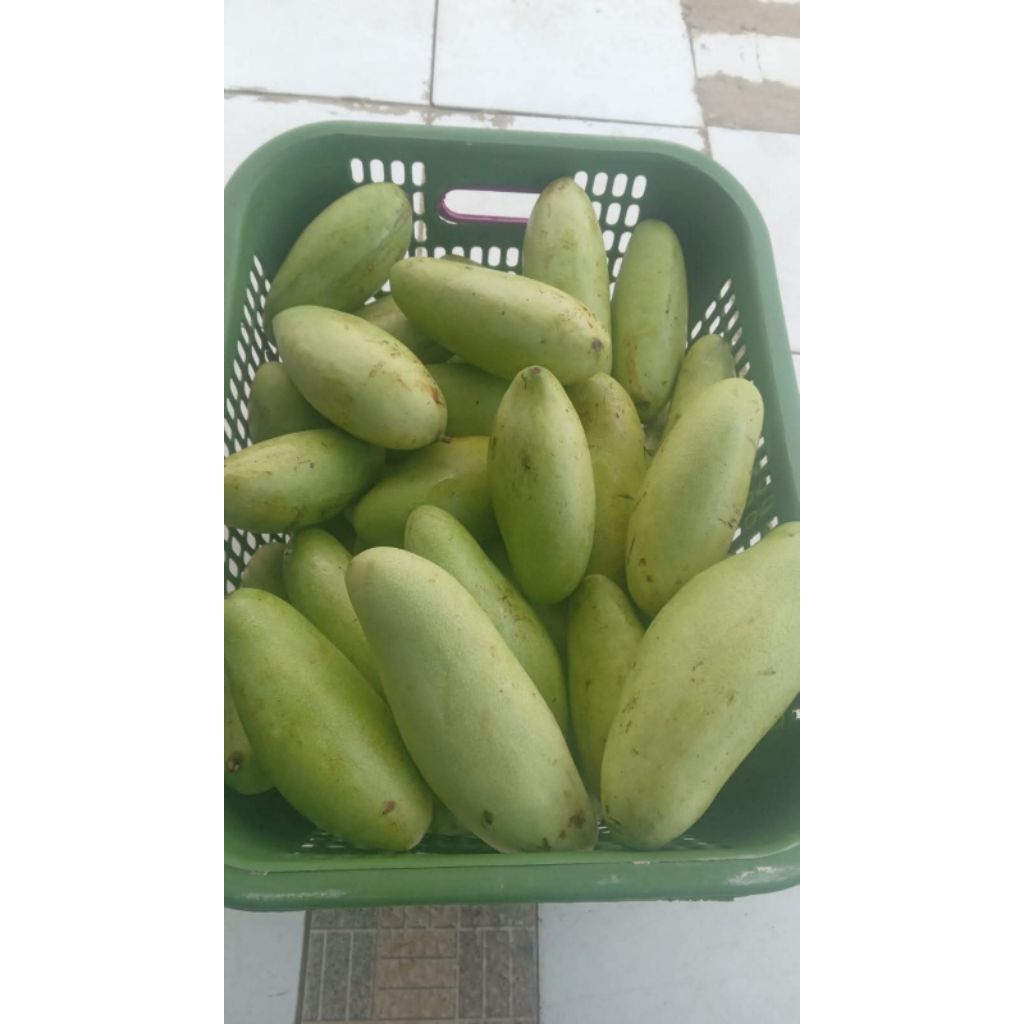 

mangga golek dpt 2 free petis
