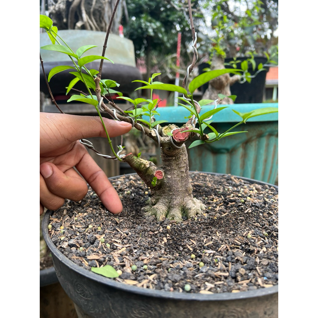 Bahan bonsai anting putri mame