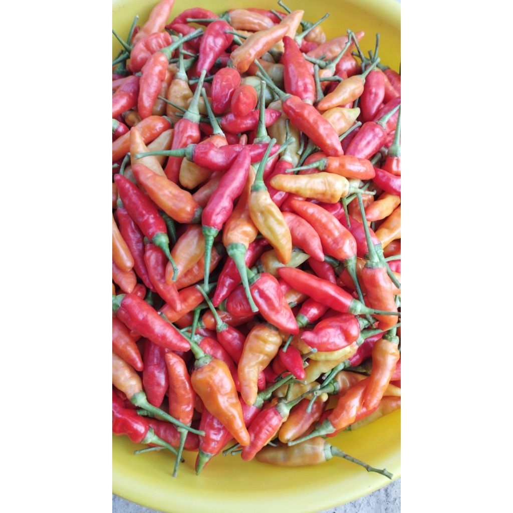 

Cabe rawit merah 1 kg murah fresh langsung petani
