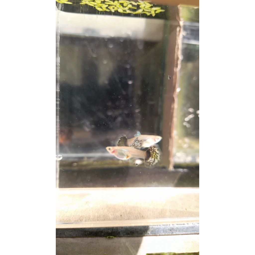 female red dragon guppy