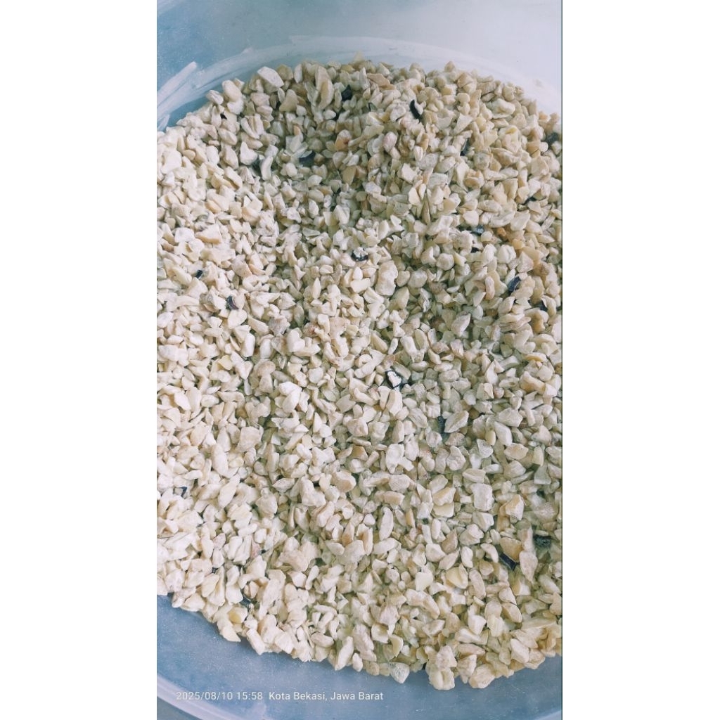 

Kemiri MENIR per 1 kg