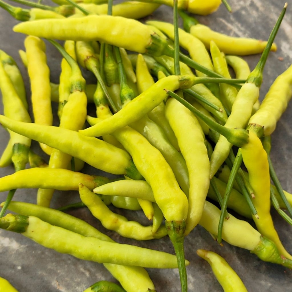 

cabai acar Cabai Lalapan Lombok lalap 100gr Agen Cabai Grosir Cabai Tempat Kulak Lombok kulakan sayur