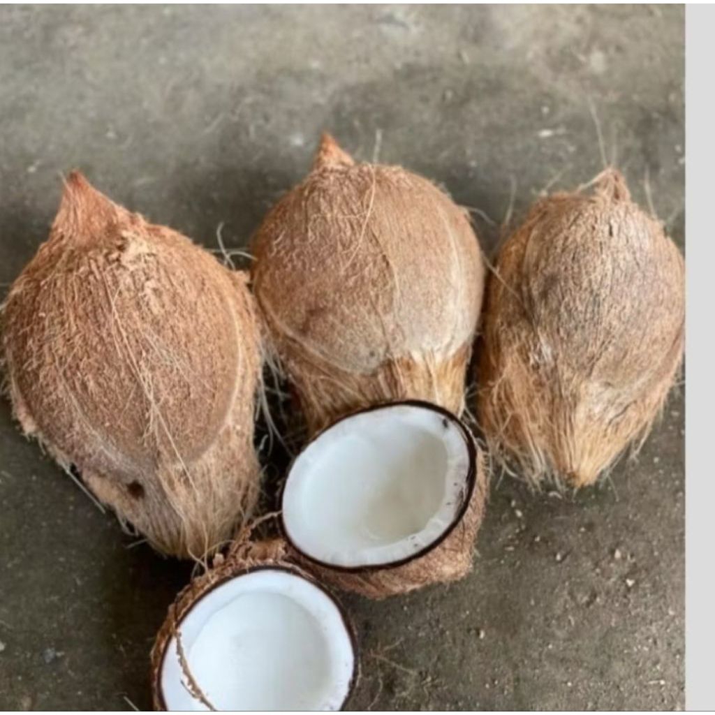 

buah kelapa tua harga per 1 buah