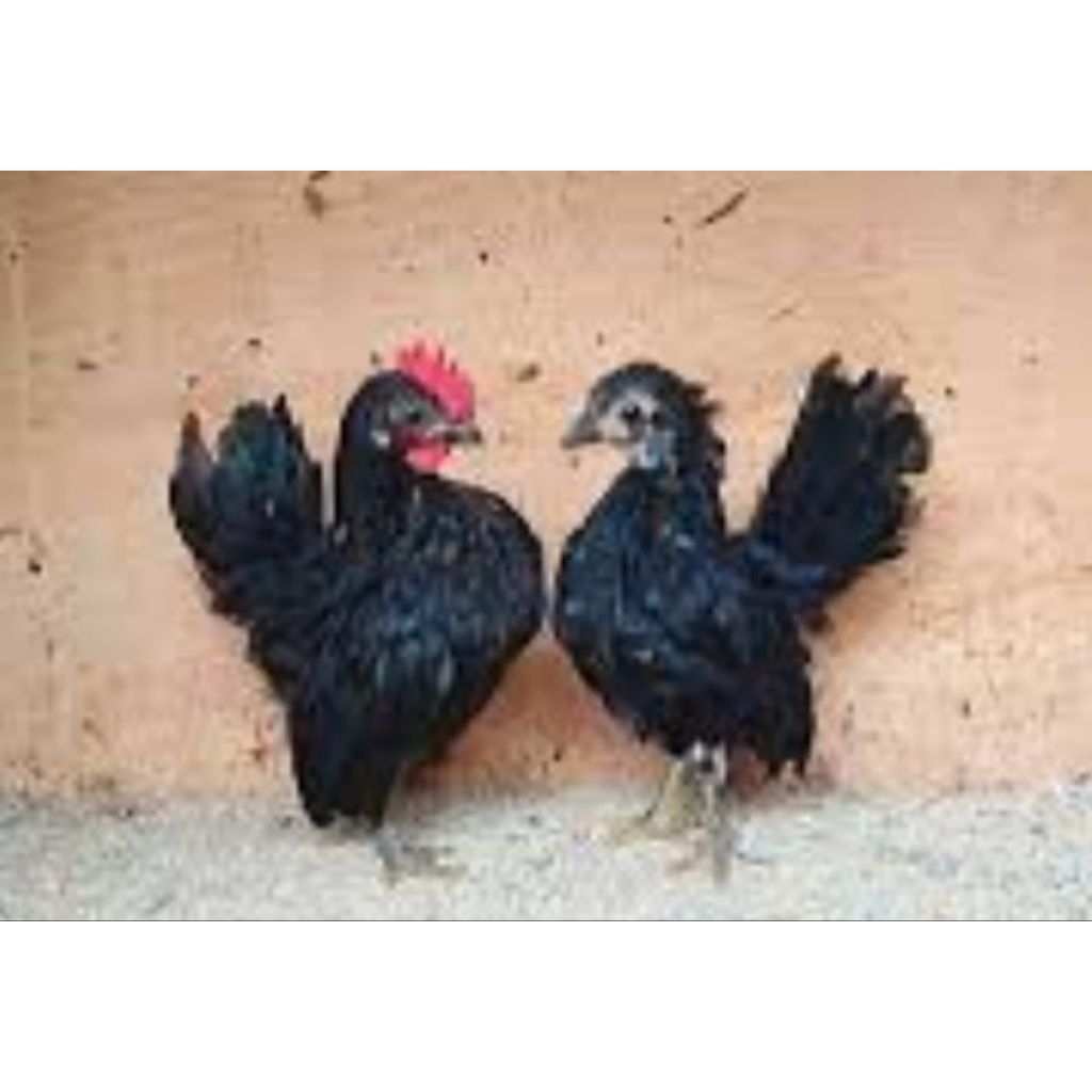 Anakan Ayam Serama Remaja Asli