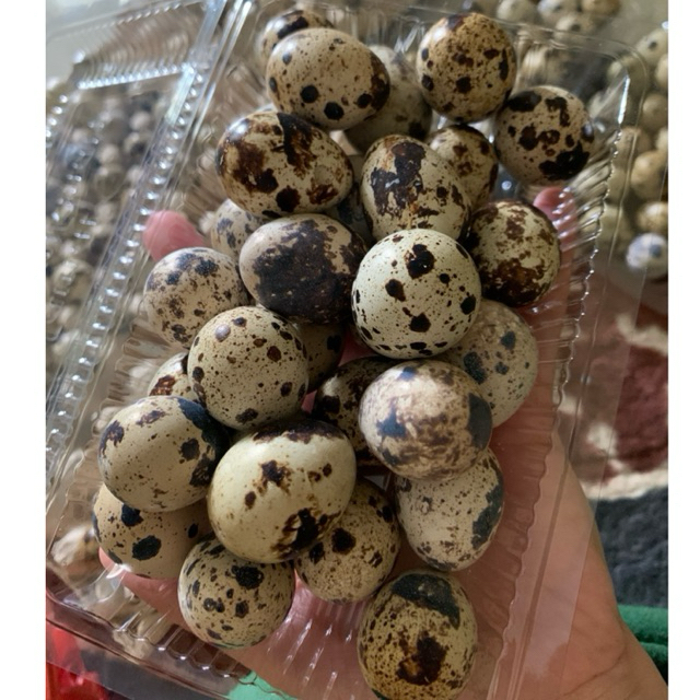 

TELURPUYUH_TERMURAH_FRESH_30Biji