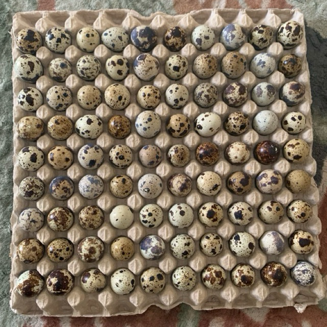 

TELURPUYUH_TERMURAH_FRESH_90Biji