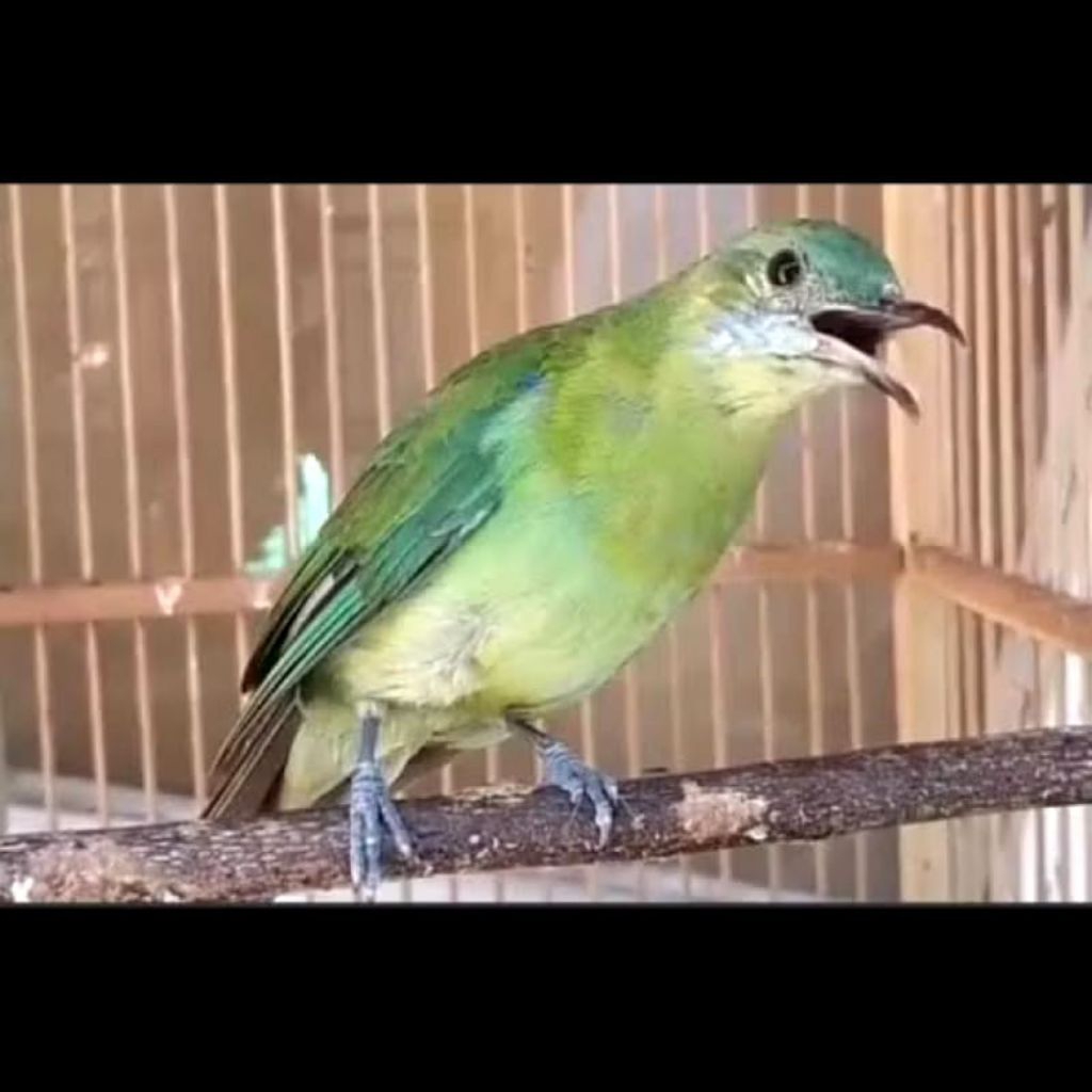 Burung ck cungkok BETINA COCOK UNTUK CAS/BREEDING