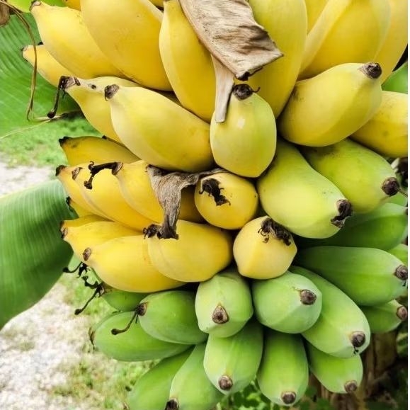 

Pisang Emas Berkualitas / Banana Mas 1Sisir 1 Kg Fresh Asli Tegal