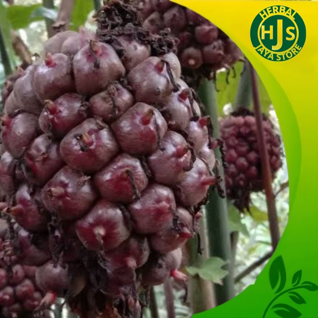 

Asam Cikala / Asam Cekala / Buah Kecombrang Fresh 1kg Bumbu Masakan Enak