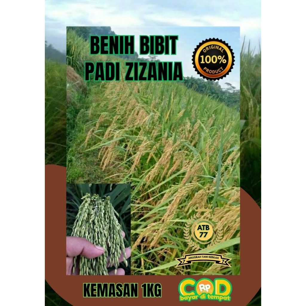 BENIH BIBIT PADI ZIZANIA KEMASAN (1KG)