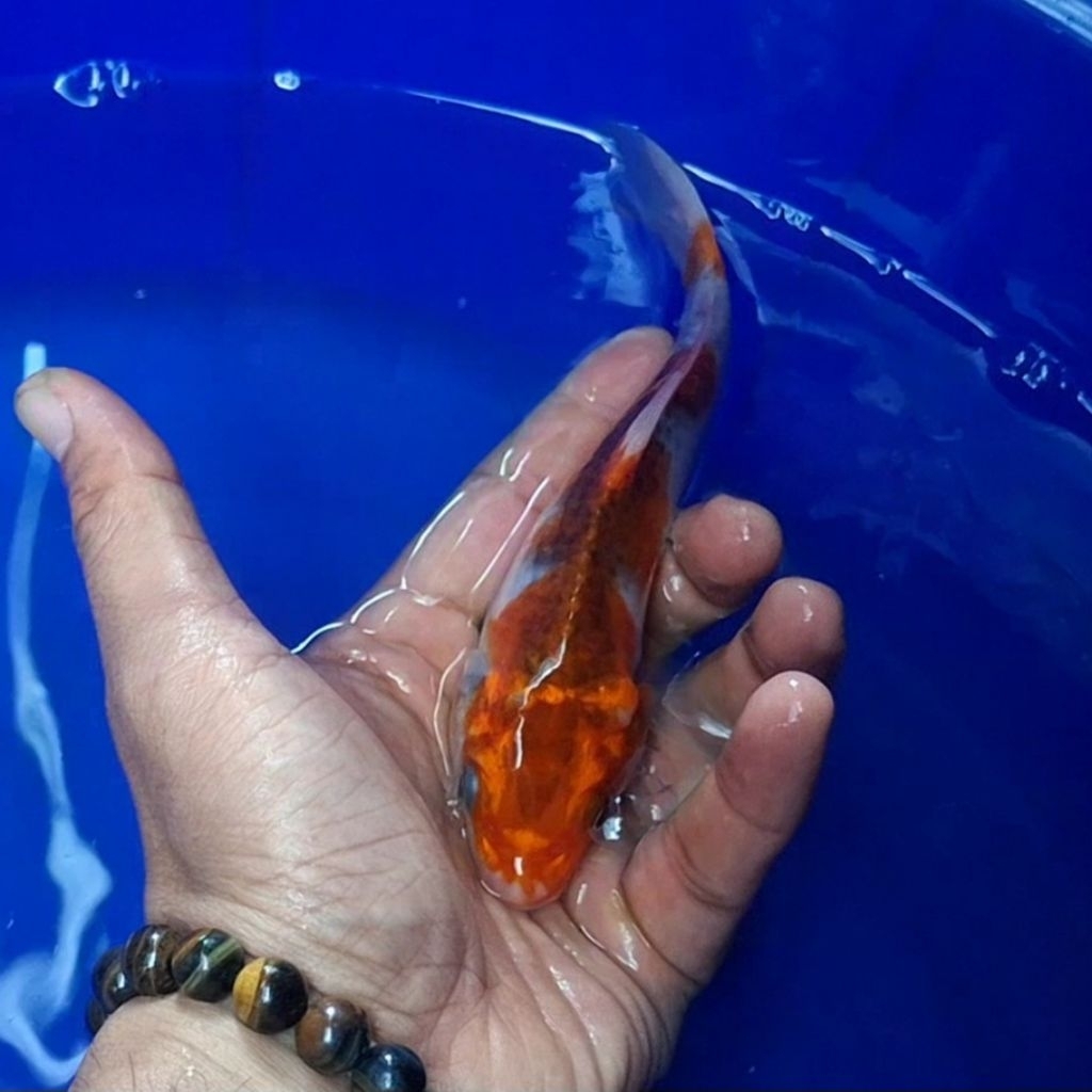 Ikan Koi Blitar Jenis Kujaku / Rumah Koi Jakarta / kode 003