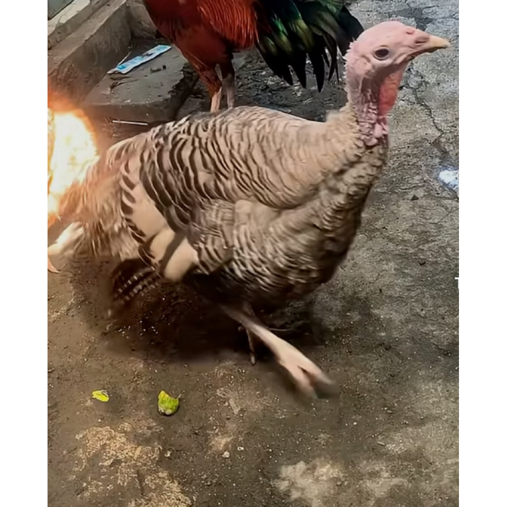 

ayam kalkun umur 8 bulan