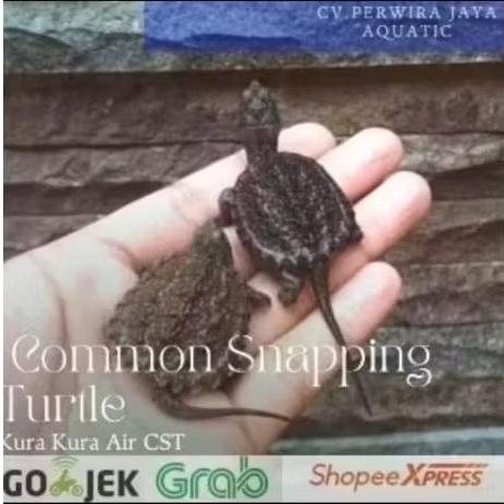 Common Snapping Turtle CST Hiasan Aquarium Dan Kolam