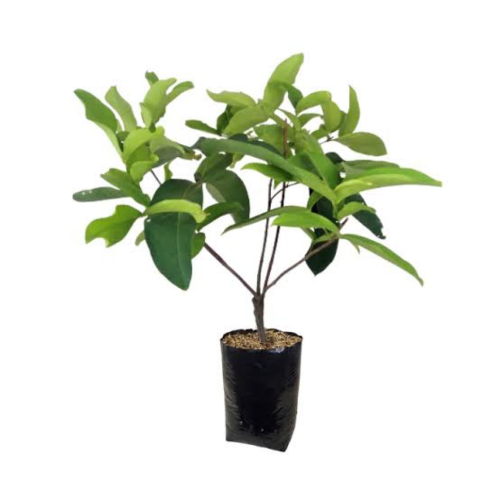 Bibit Jambu air  Kiojok Rimbun