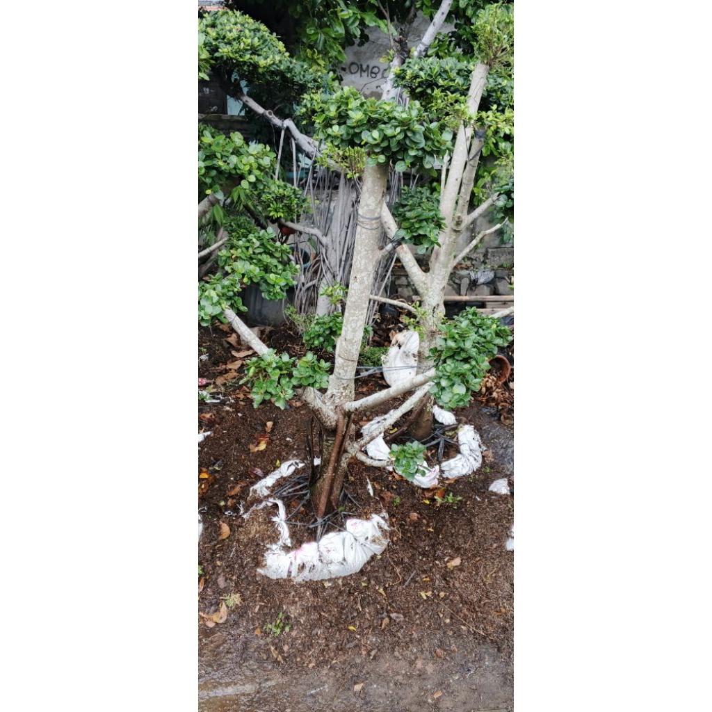 tanaman pohon bonsai mikro atau bonsai dolar / mikro