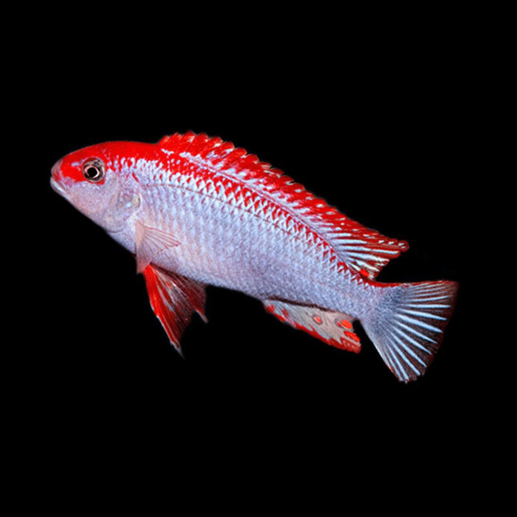 red top ndumbi cichlid