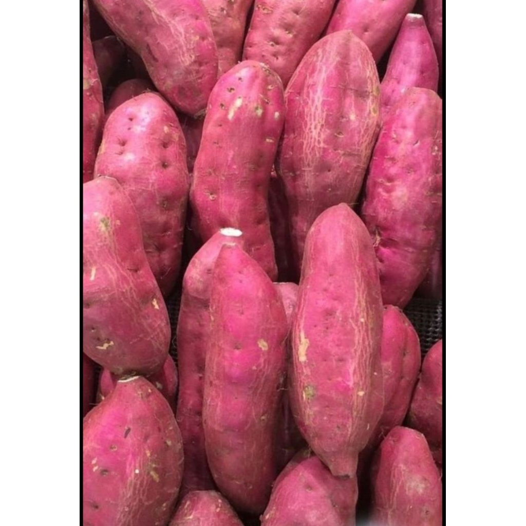 

UBI CILEMBU Manis Ubi jalar 1 kg