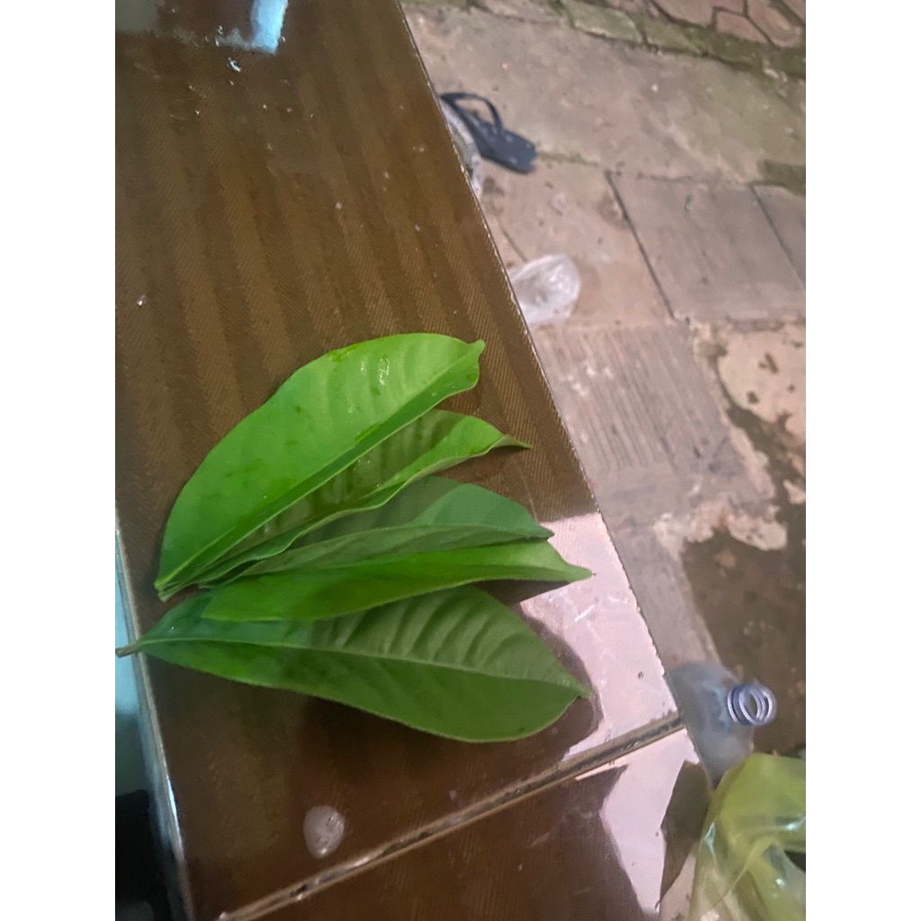 

daun salam freess petik pohon