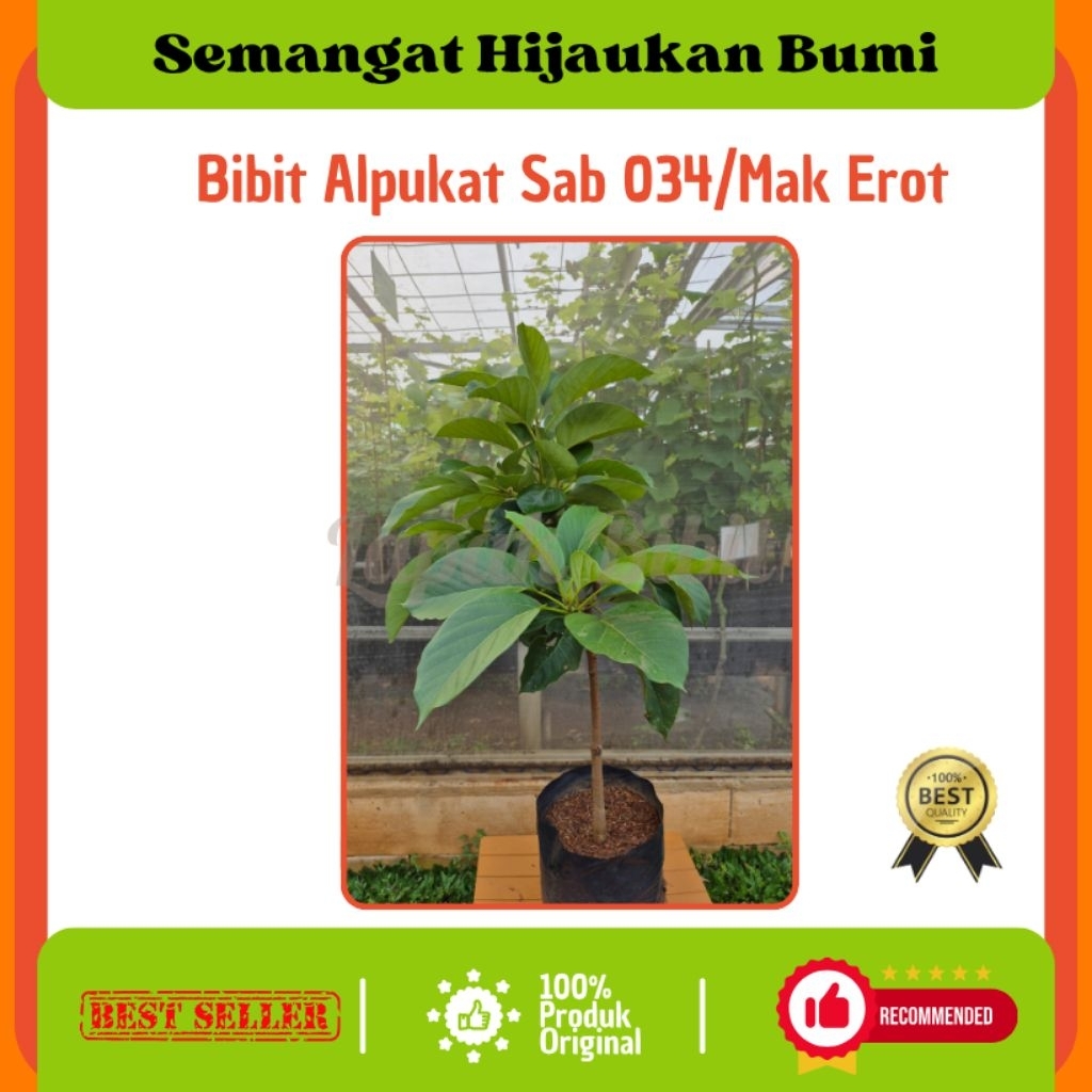 Bibit Alpukat Sab 034/Mak Erot
