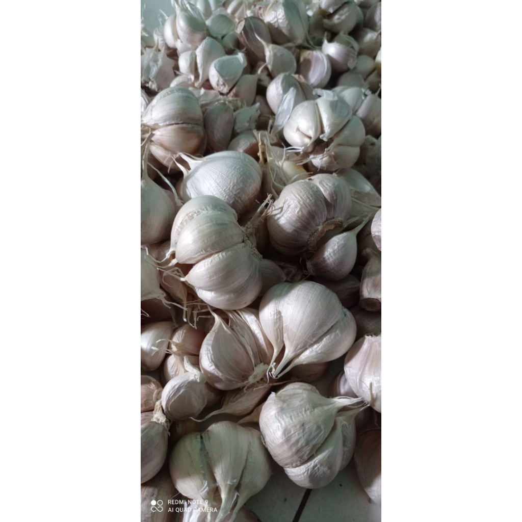 

Bawang Putih Kating Panenan Petani Langsung